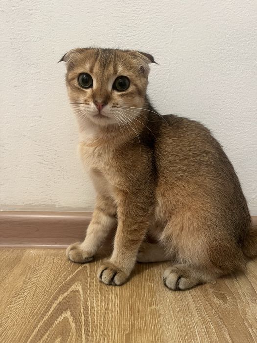 Шотлан кошка мальчик