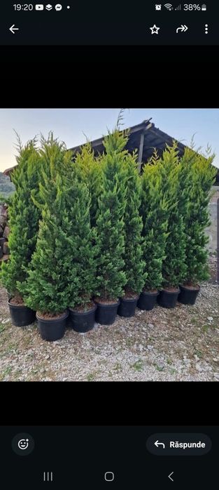 Plante ornamentale
