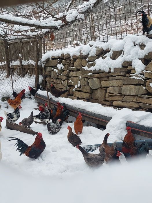 Vând găini talie mică