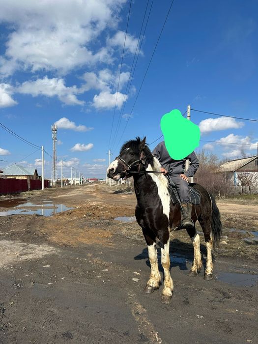 В продаже жеребец 5 лет