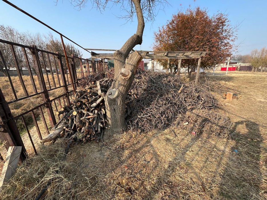 Өрік тал  бұталары