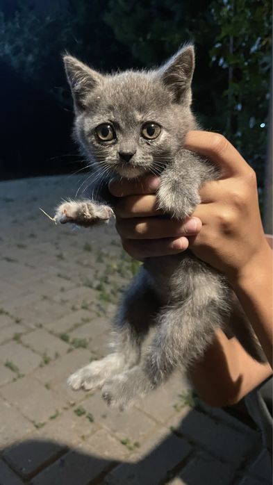 Котенок британец