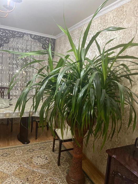 Панданус,комнатное растение