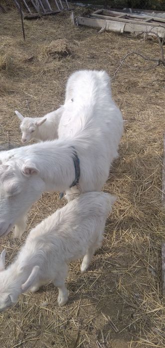 Продам коз заанеские