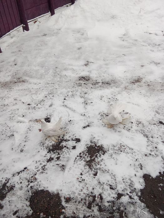 Павлины  в паре  на прод