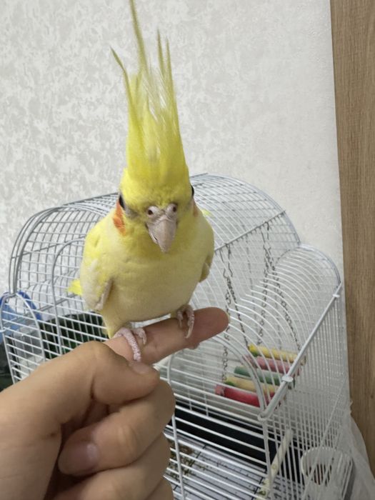 карелла бала 9 айлык