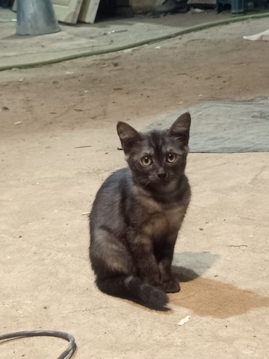 Ищут мам и пап котята