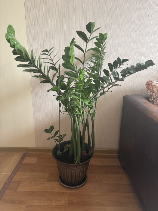 Замиокулькас (долларовое дерево)