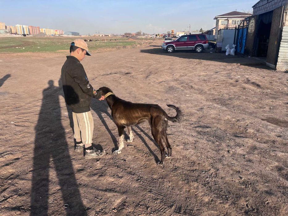 Тазы қаншық ауызданған