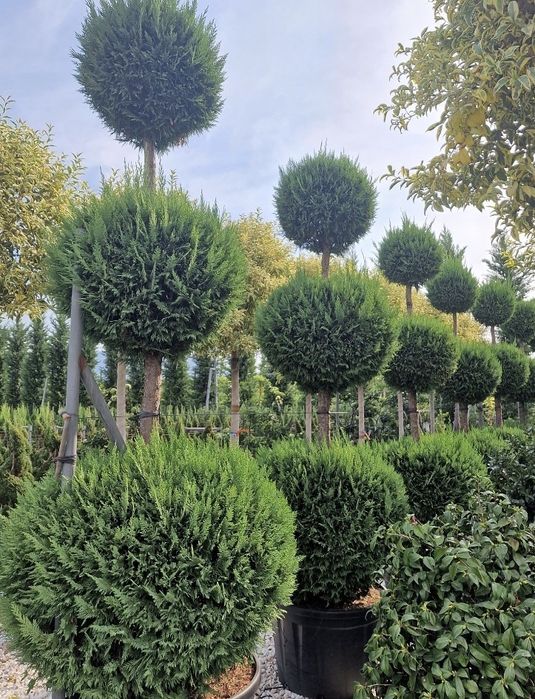 Pom Pon de vânzare – DESIGN DEOSEBIT!