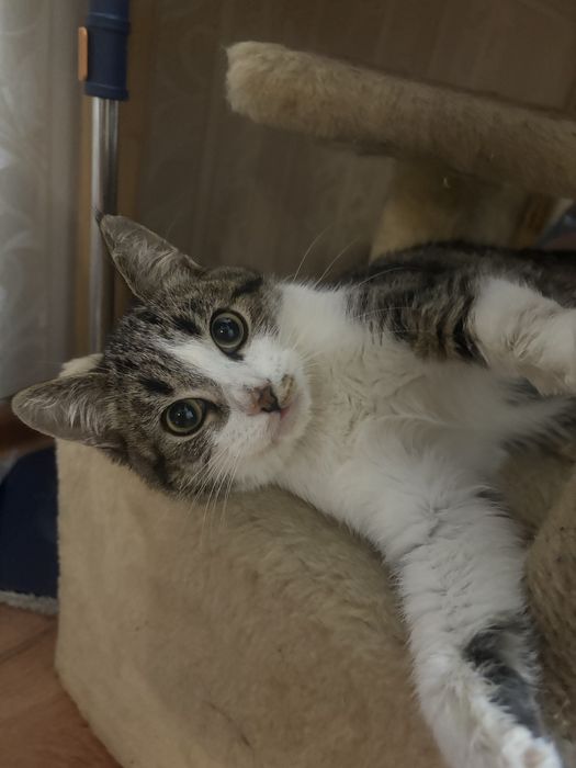 Пристраивается котенок в добрые руки