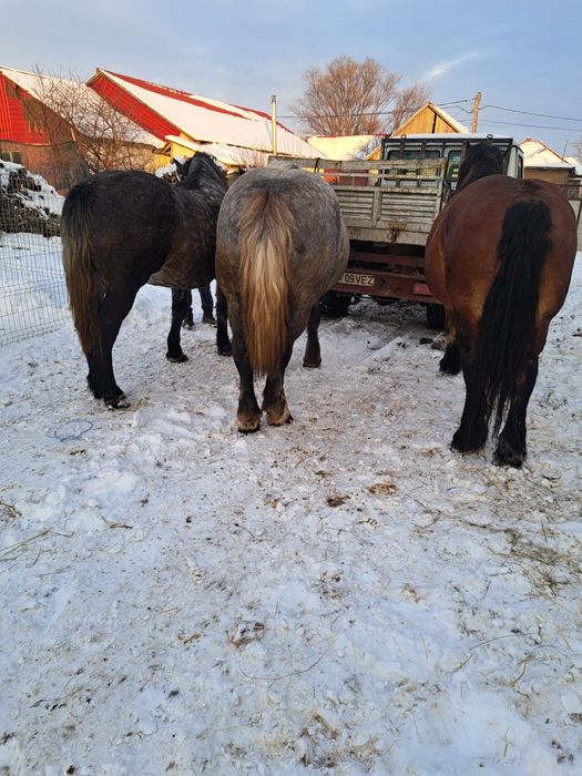 Vand 3 iepe gestante toate 3