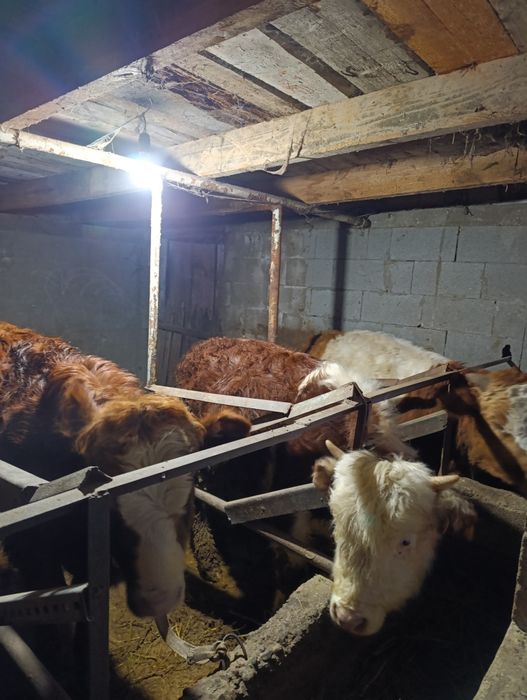 Продам бычки годавалые.