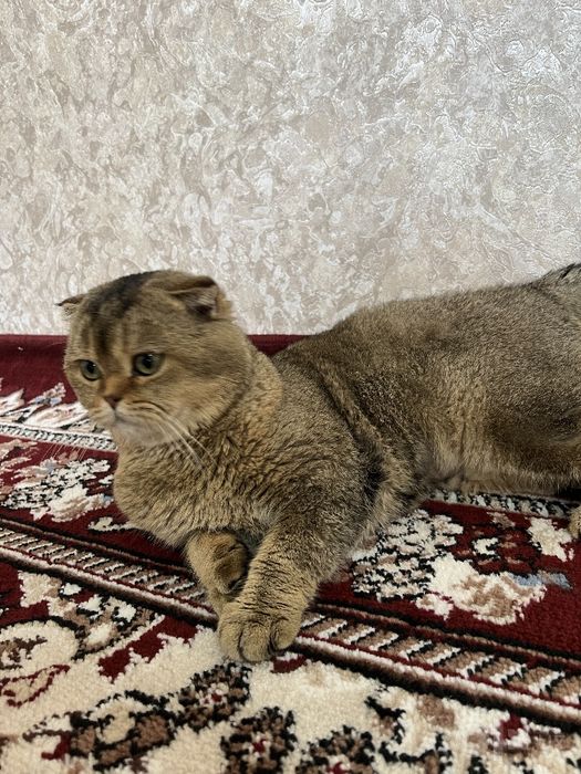 Shotlandski kalta yungli shinshila
