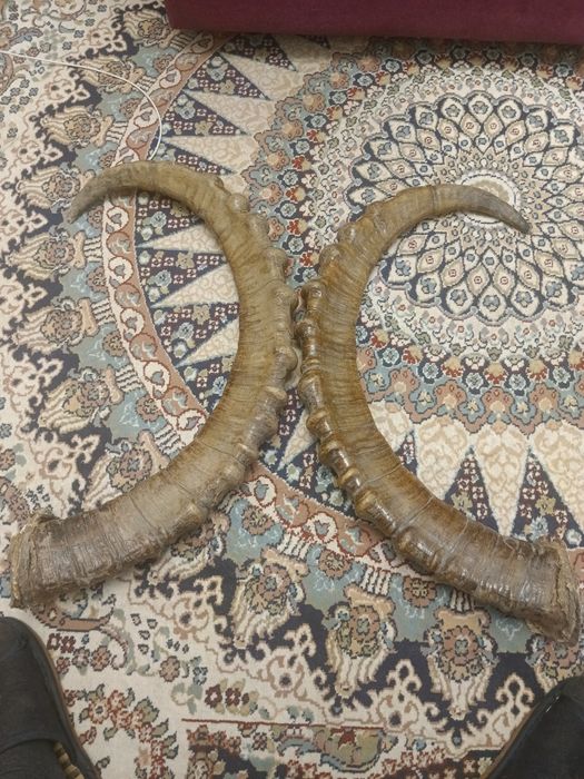 Рога горного барана, архар