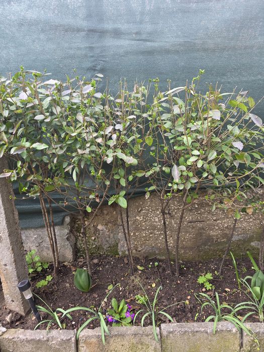 Храсти Лигуструм