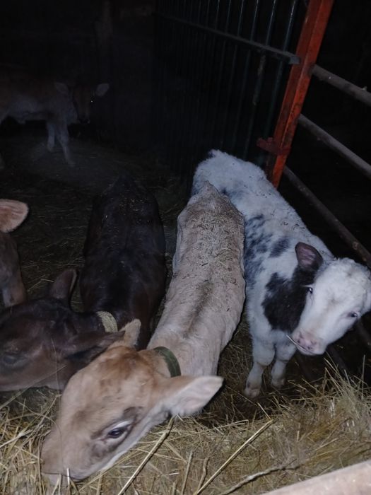 Vând viței sugarii