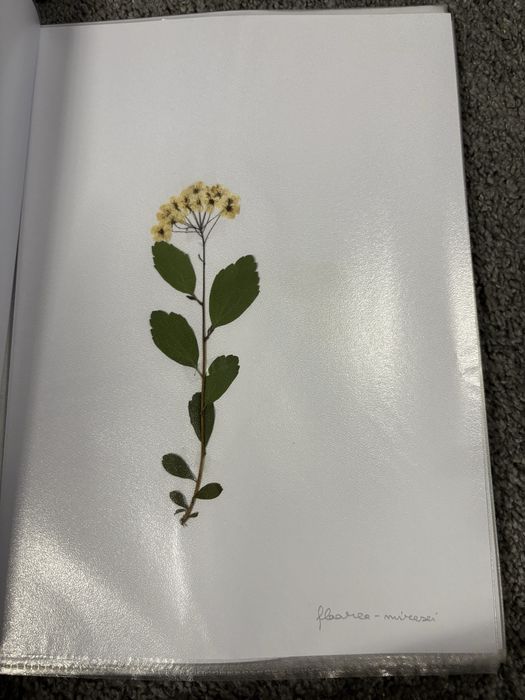 Ierbar 30 plante