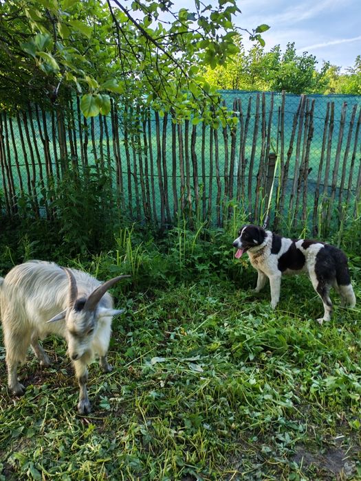 Asia Centrală Volkodav schimb cu animale