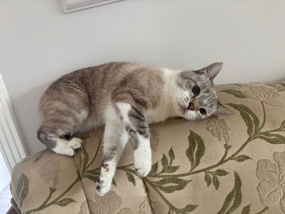 Продам кошку молодой мальчик