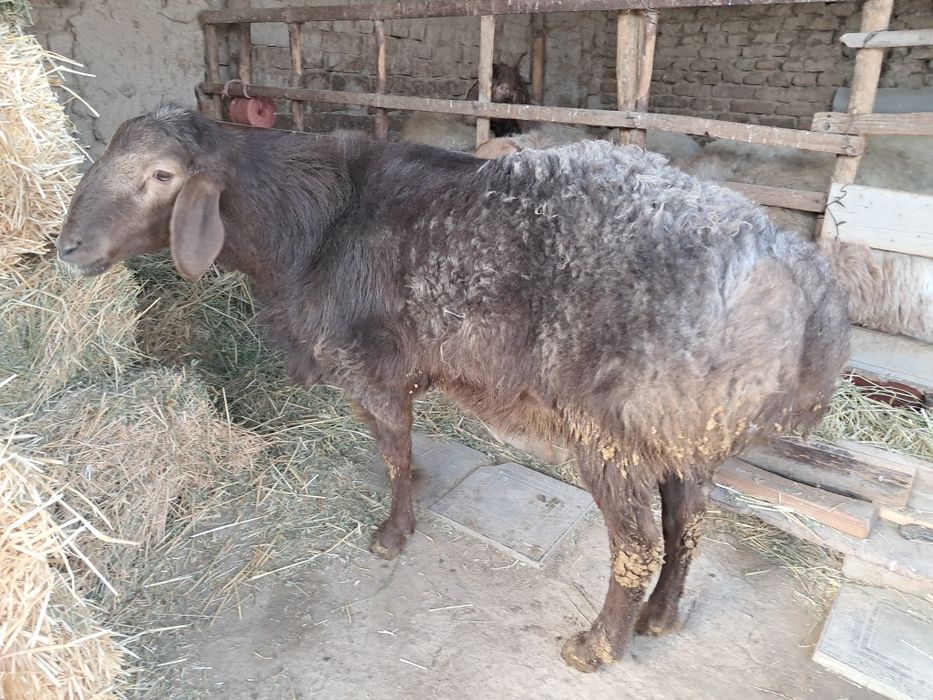 Кучкор сотилади.