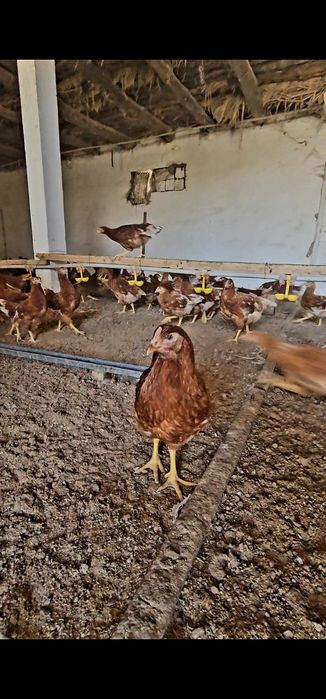 Цыплята несушки Ломан Браун