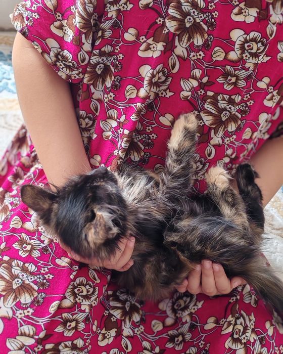 Мысық тегін берем