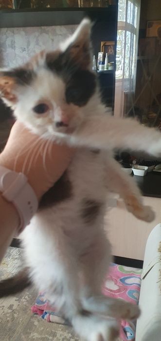 Ищем домик для котейки