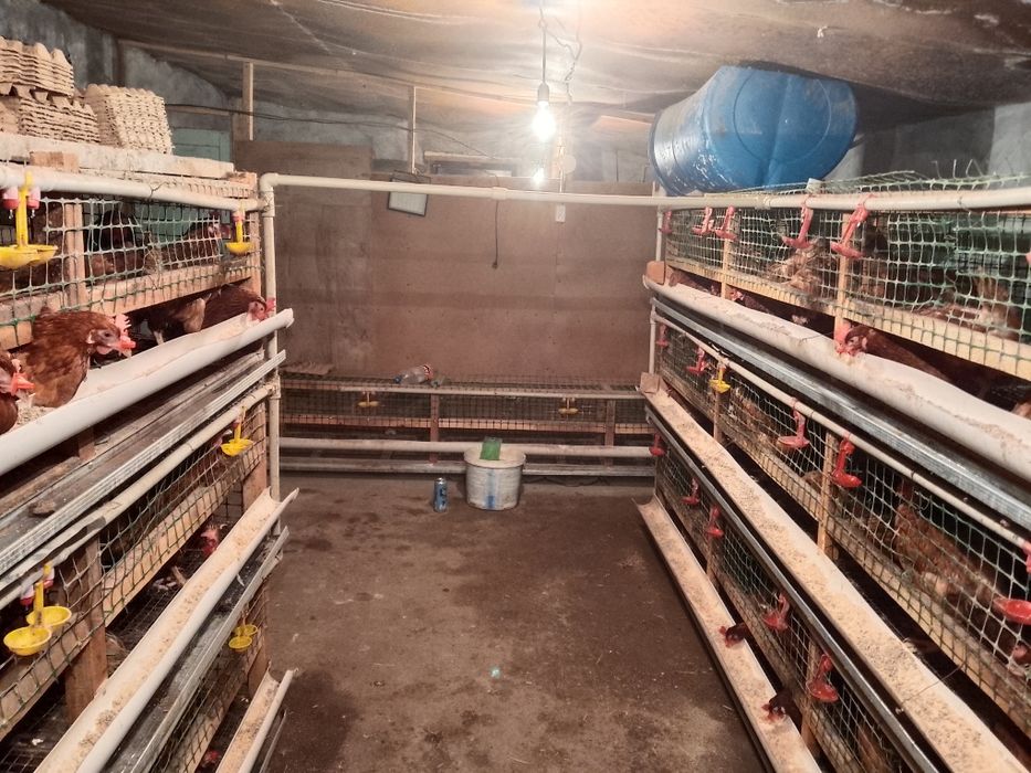 Несушка тауық 8 айлық