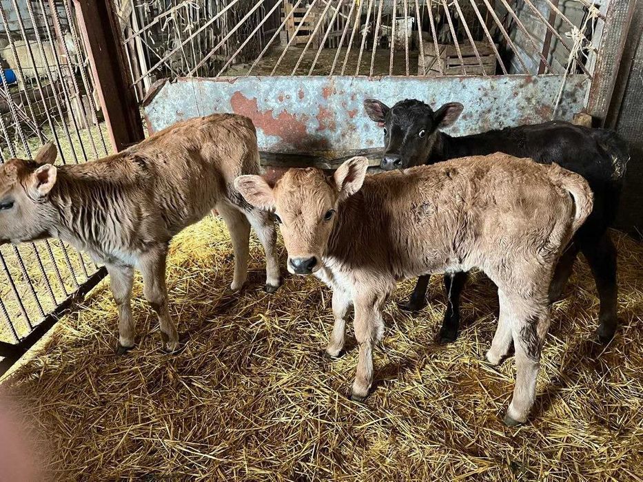 Продам малинких телята