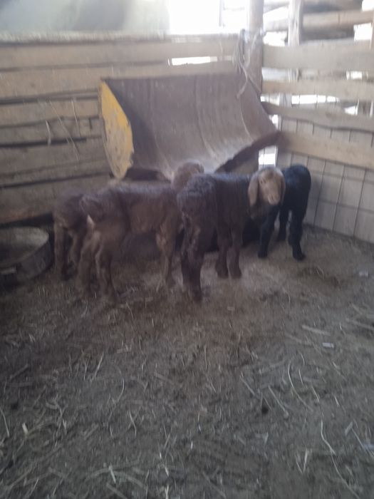 Козы сатылады козылар