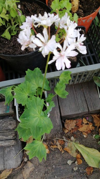 Продаю сортовые пеларгонии, герани