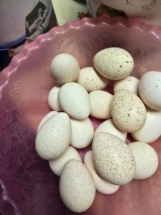 Oua de curca pt incubat