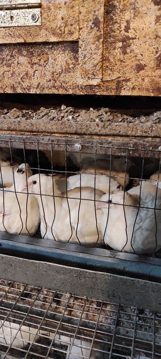 продам перепелов