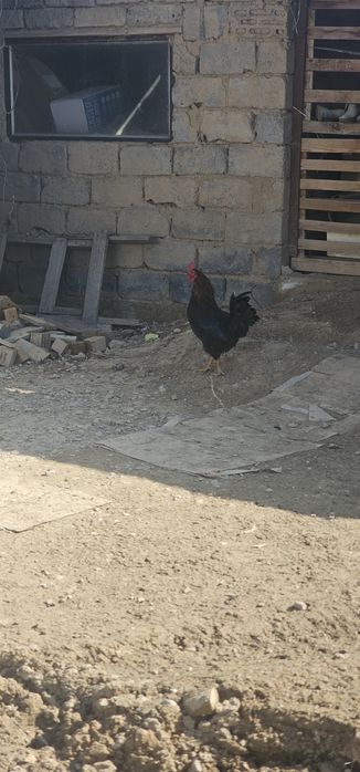 Кораз сатам арзан бағада