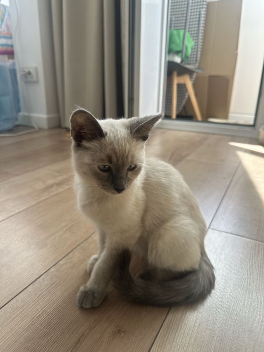 Сиамский котенок