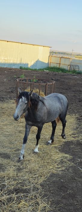 Продам жеребца на племя