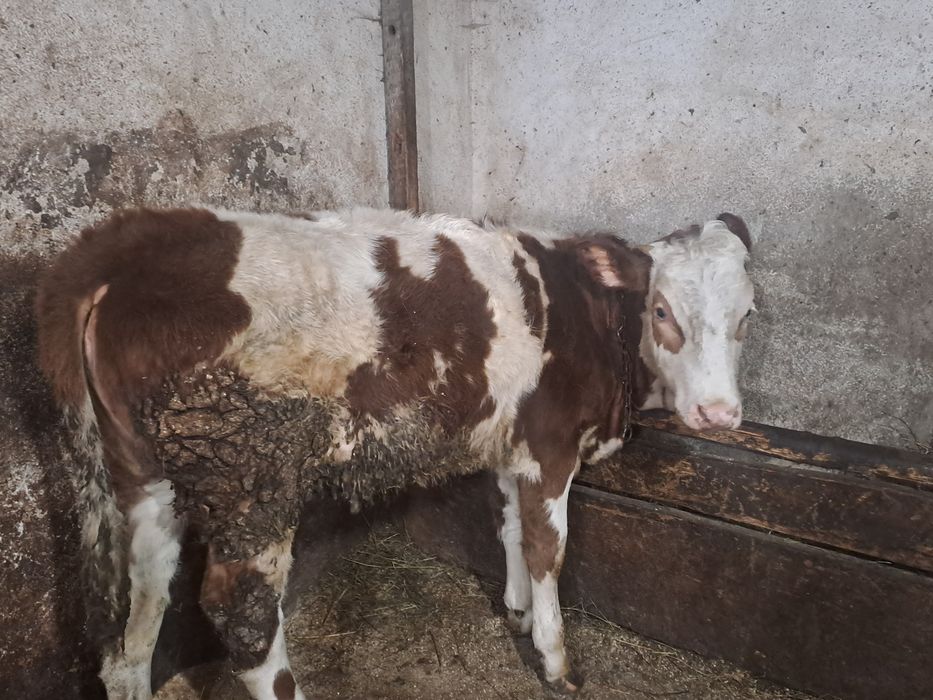 Vand o vitica angus si una baltata