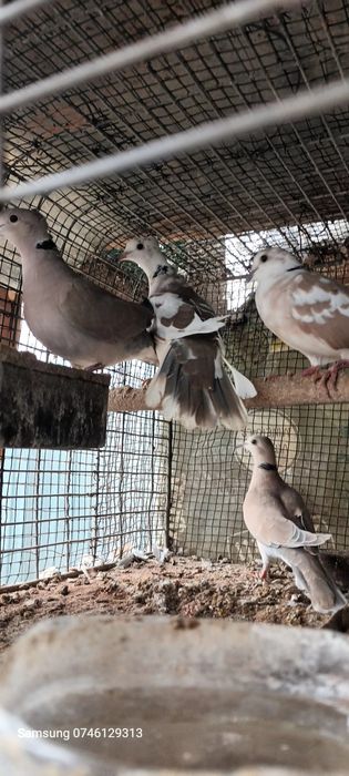 Turturele  .cucuruzi.