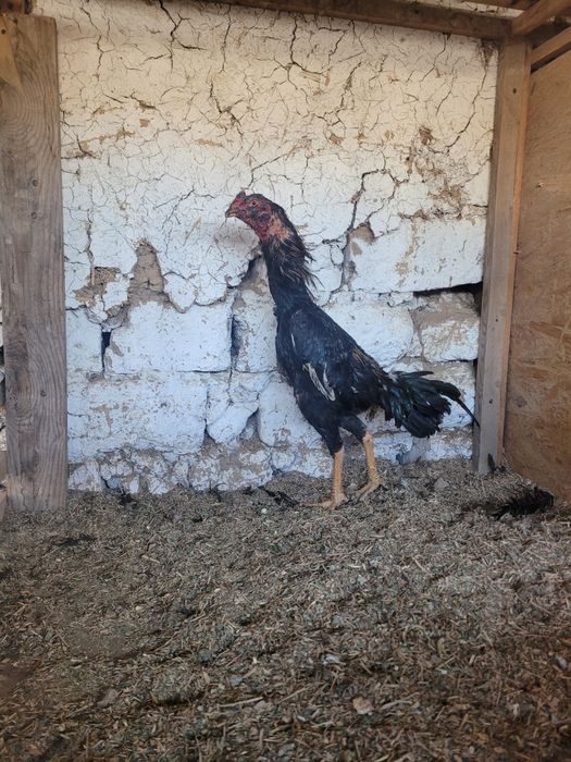 Brama xoroz va dakan xoroz