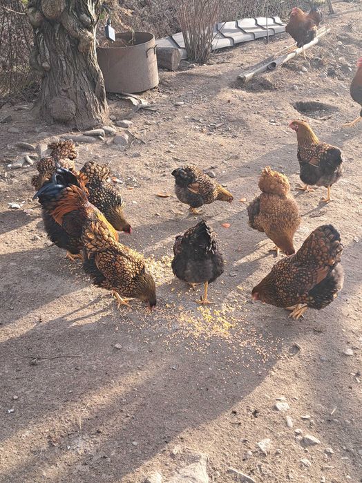 Oua wiandote GSG pentru incubat