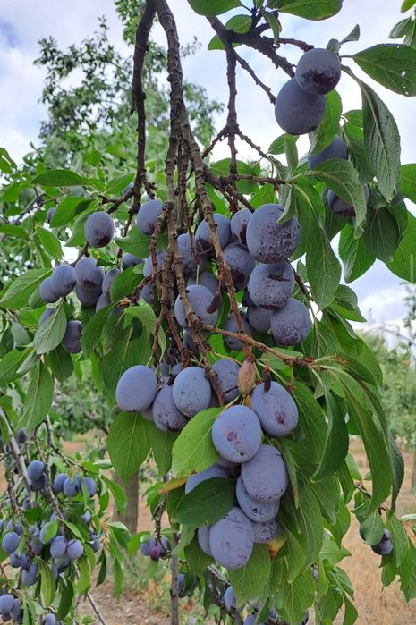 Prune pt țuică aduși direct la domiciliul dvs