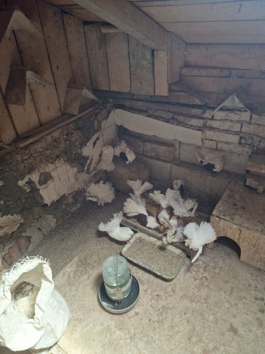 Schimb voltati cu uriasi maghiari tineret sau texani mondain sau alte rase de carne