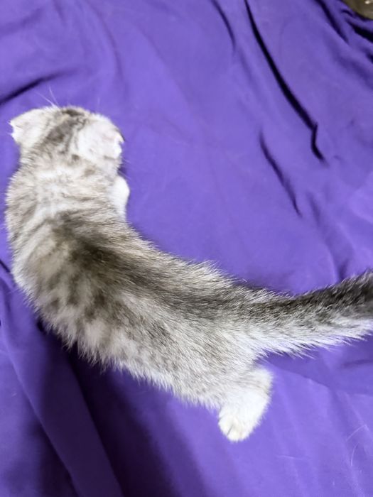 Котята скоттиш  фолд
