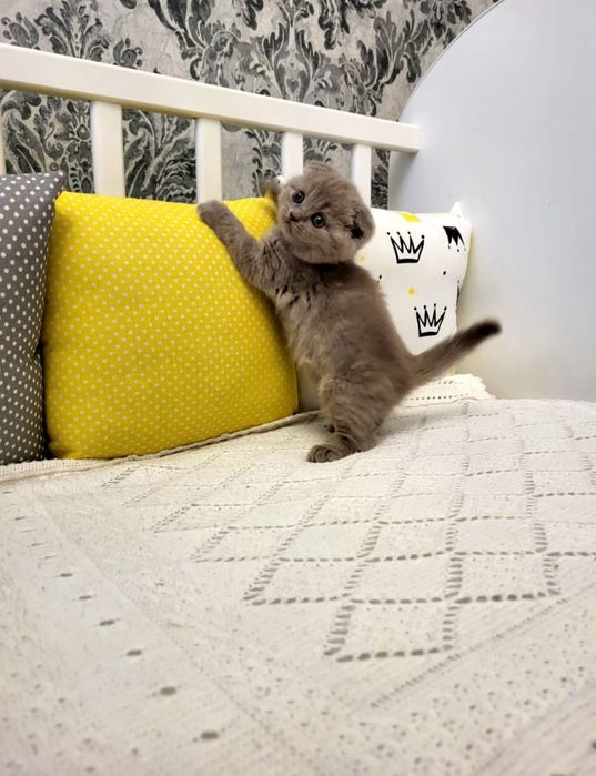 Элитные Шотландские Котята.