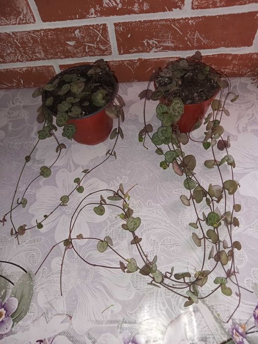 Церопегия, ампельное растение.