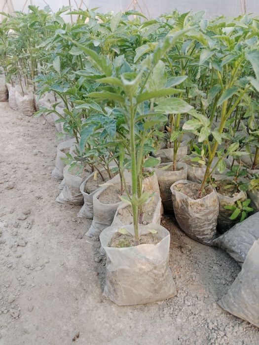 Pomidor  koʻchati sotiladi chinto