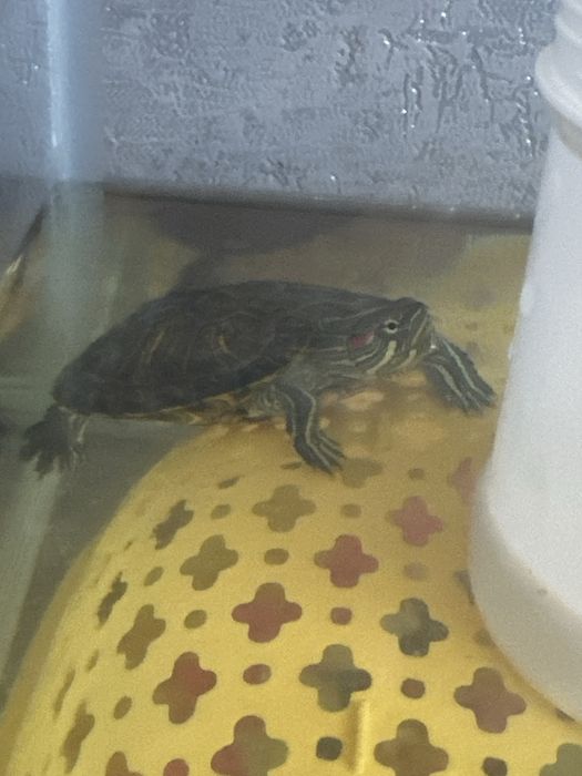 Продам черепаху вместе с аквариумом и кислородом