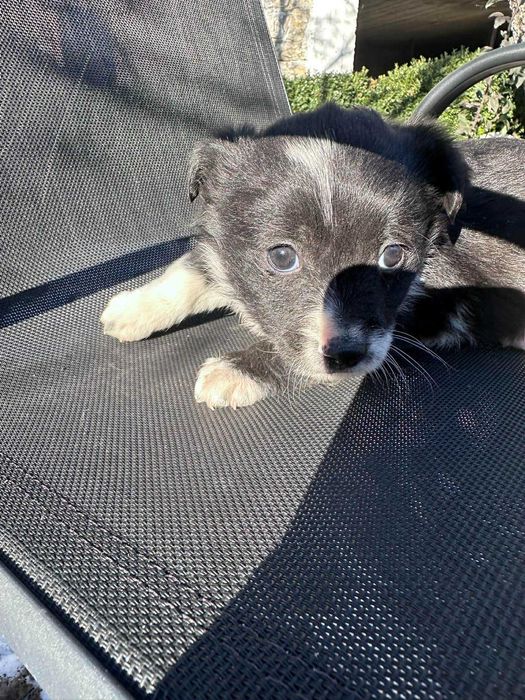 Подарявам кученце