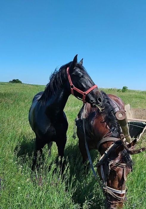 Vand manza rasa pură lipițan